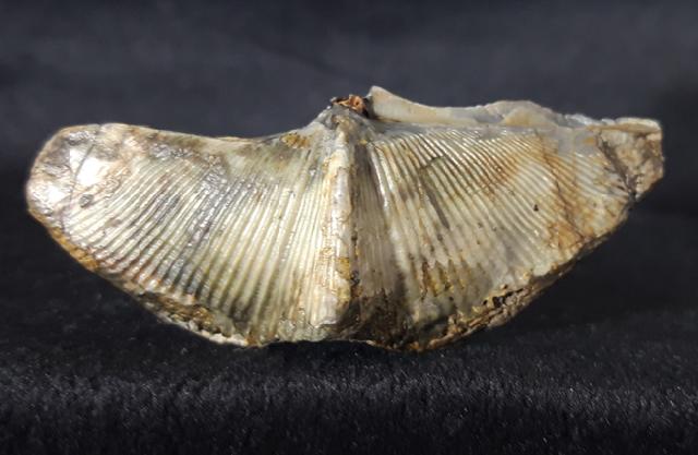 Cyrtospirifer verneuili (MURCHISON 1840) - Bild © FossNet FossilienStore